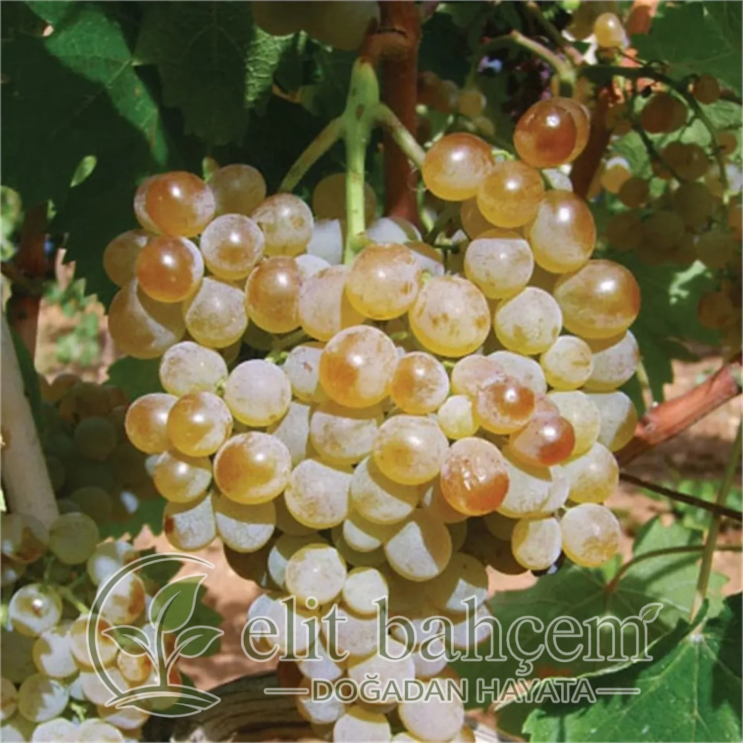 Narince üzüm Tokat Yaprağı Asma fidanı (Vitis vinifera)