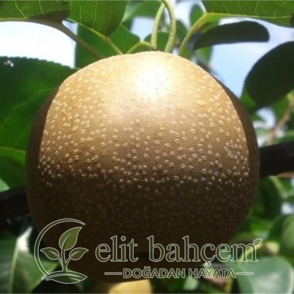Naşi japon Armut Fidanı (Pyrus pyrifolia Hosui Nashi)