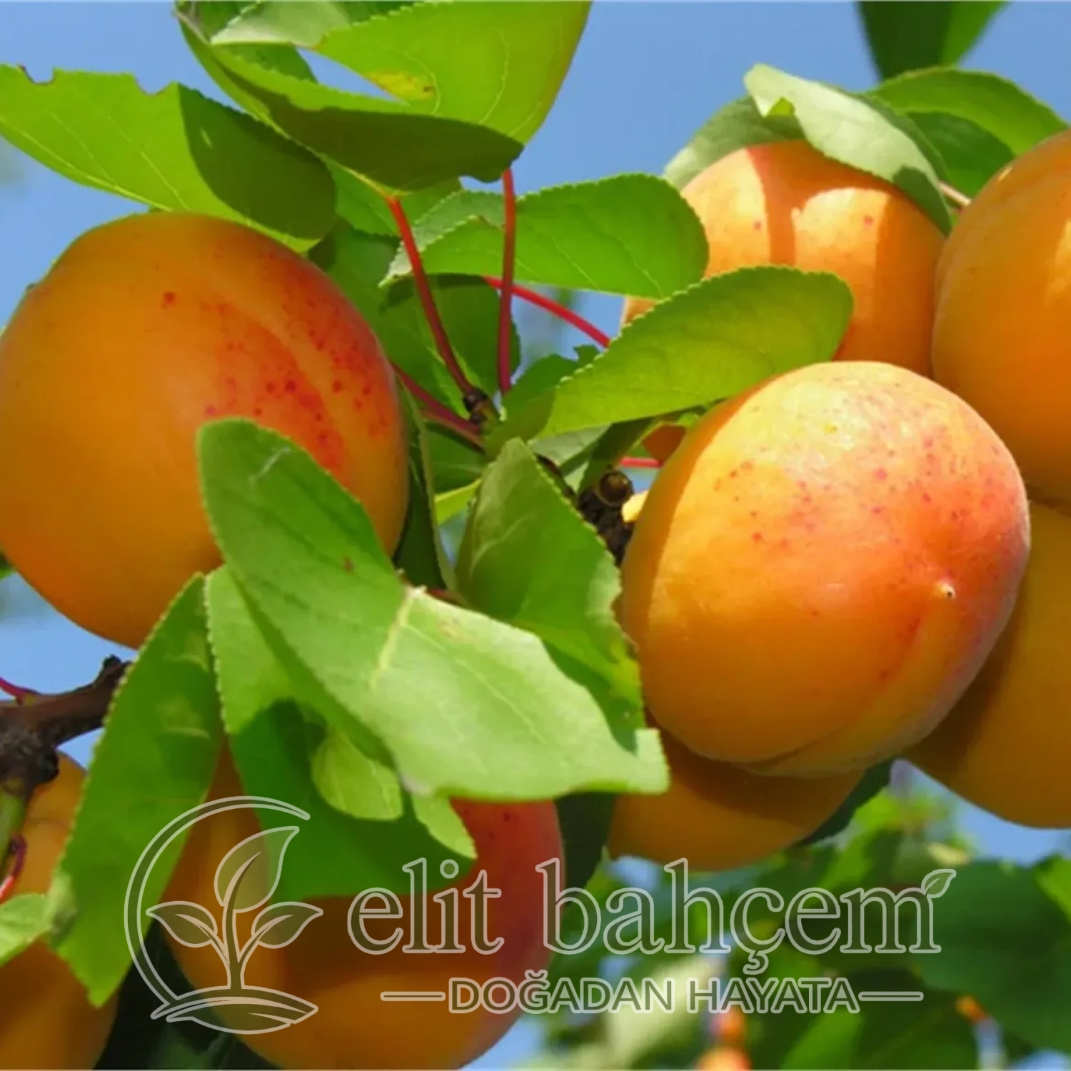 Kayısı Roksana Fidanı (Prunus armeniaca Roxana)