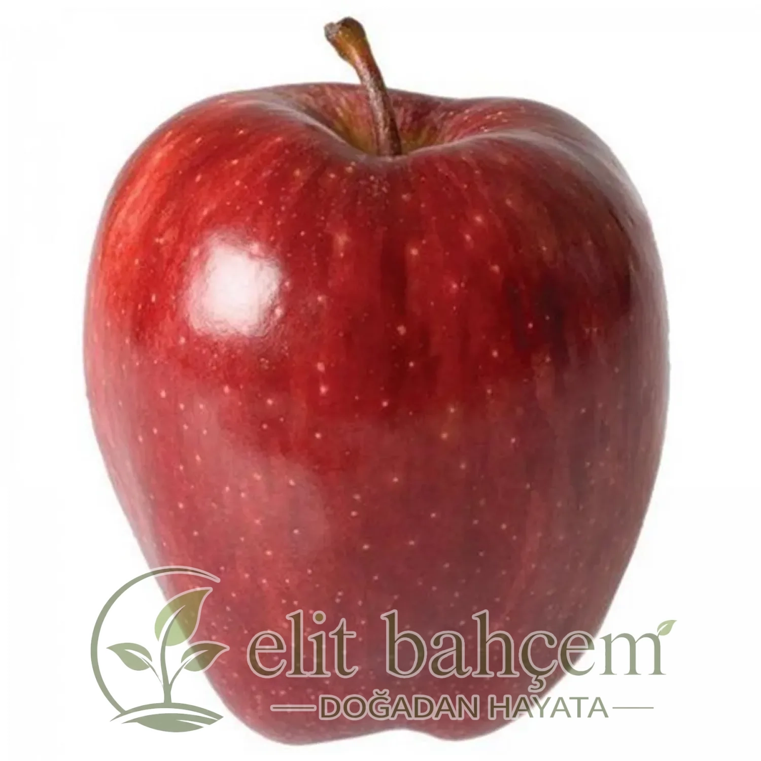 Starkrimson Elma Fidanı (Malus domestica)
