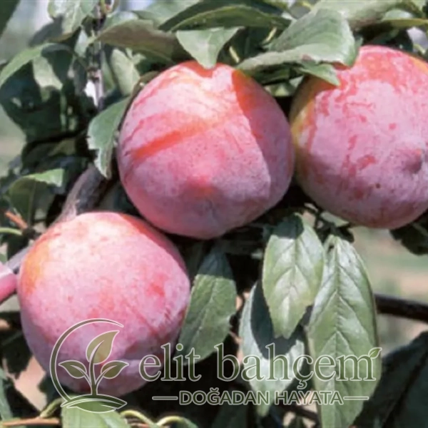 İri Siyah Giant Erik Fidanı  (Prunus domestica Autumn Giant)