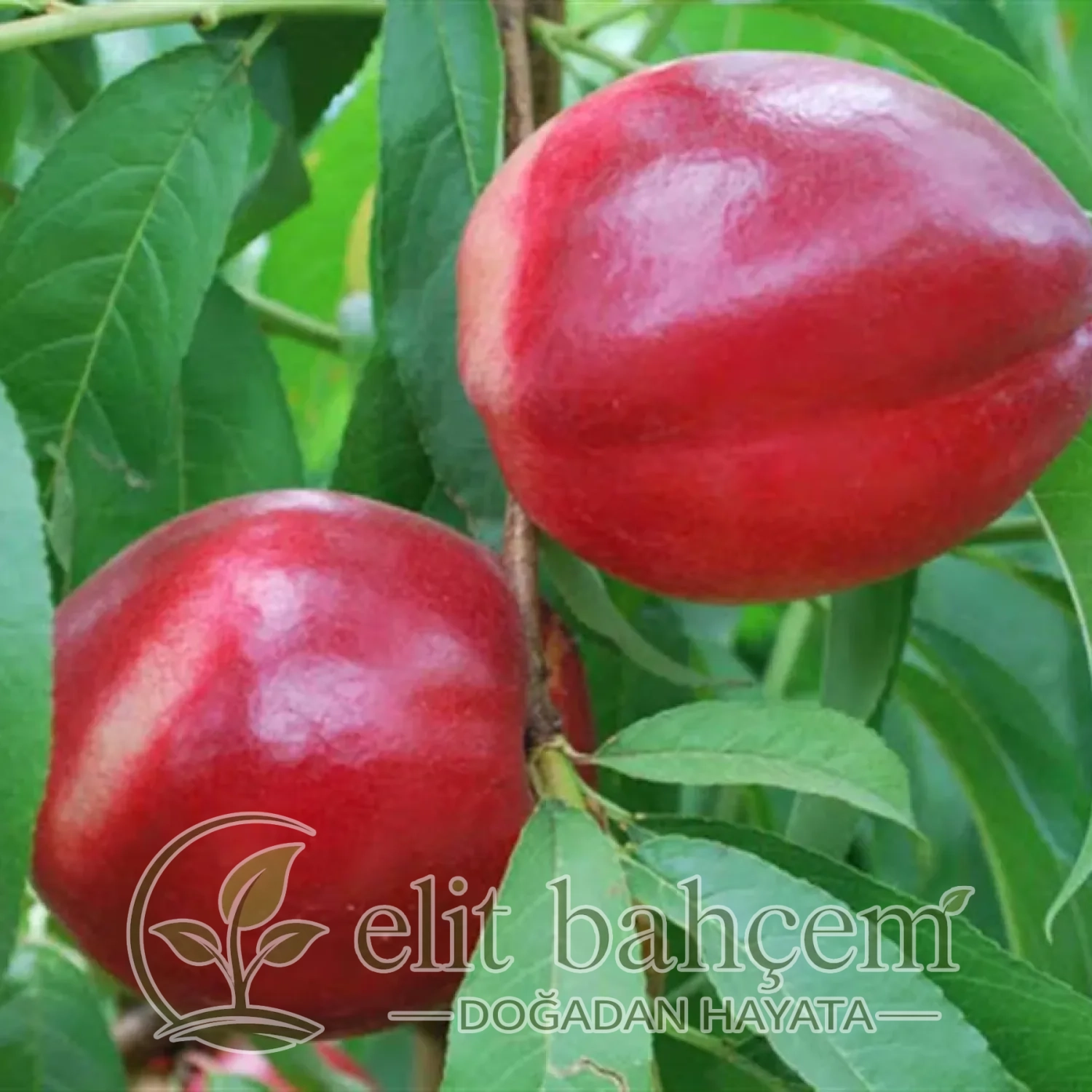 Nektarin Şeftali Fidanı(Prunus persica nucipersica Caldesi 2000)