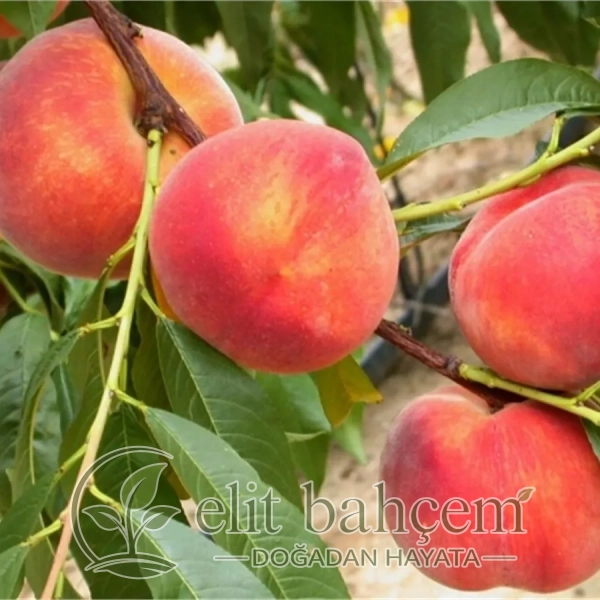 Şeftali Fidanı(Prunus persica Christhaven)
