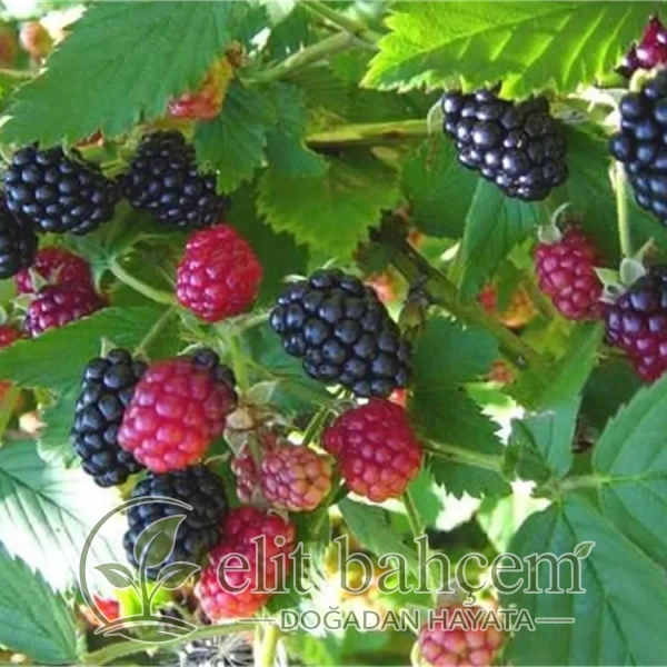 Böğürtlen Fidanı (Rubus fruticosus Dikensiz Geçcil)