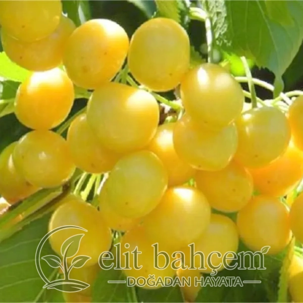 Beyaz Kiraz Fidanı(Prunus avium Starks gold)