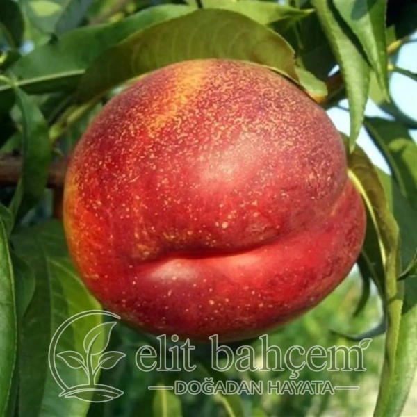 Nektarin Fidanı (Prunus persica Orion)