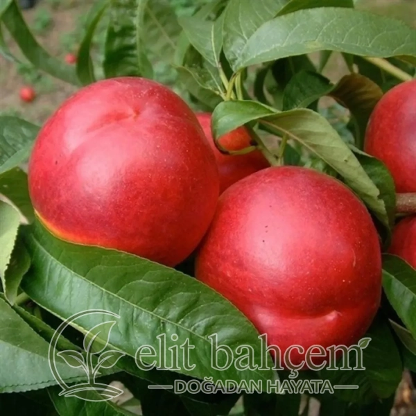 Nektarin Fidanı (Prunus persica Sweet Lady )